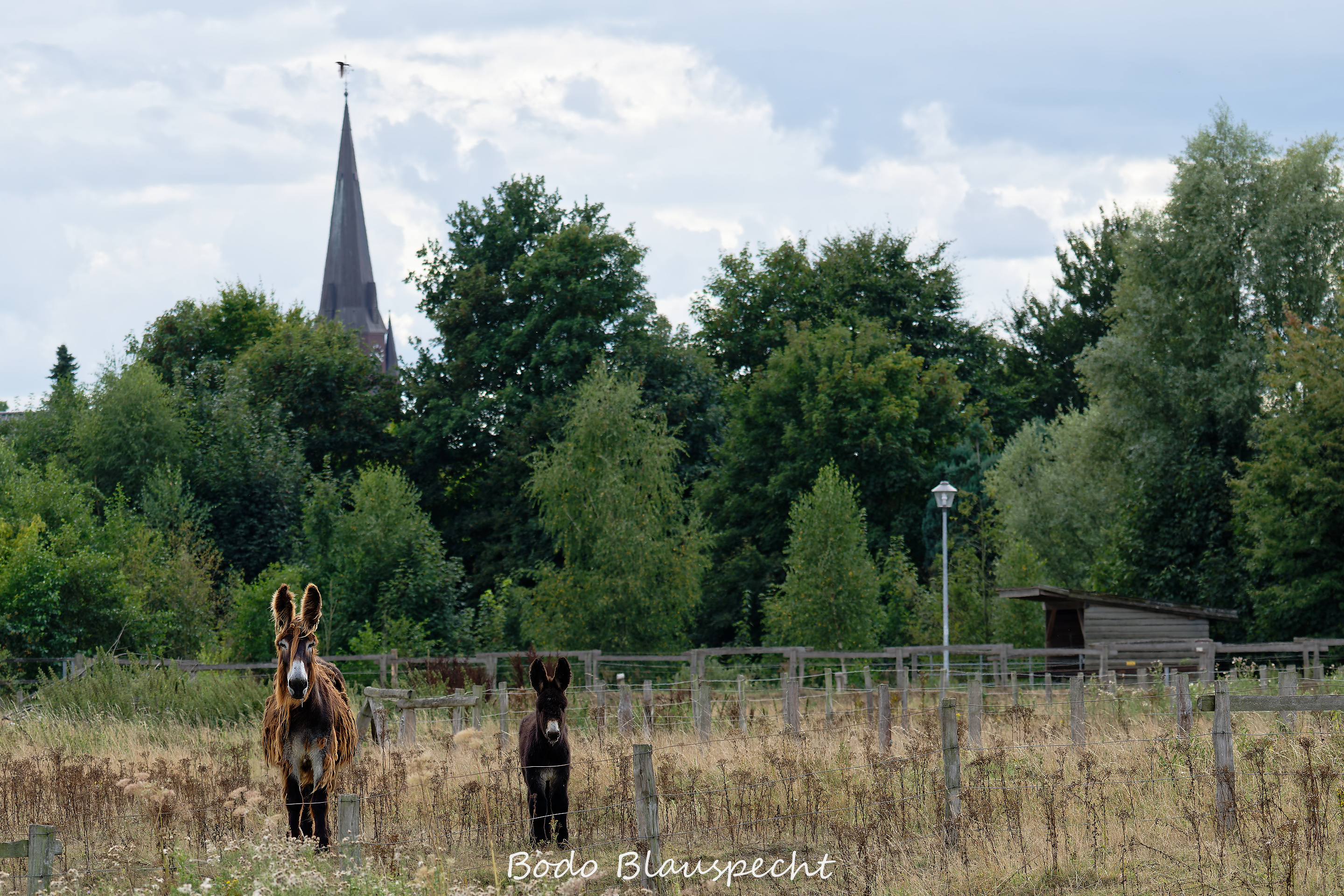 08.23 16.22 35   Poitou Esel   Steveraue WEB